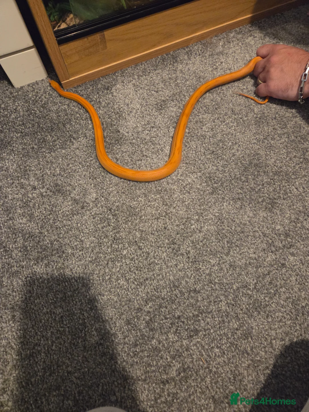 Corn Snake reptiles for sale: Corn snake with full set up - Advert 1