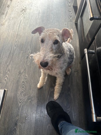 Fox Terrier dogs - Advert 2