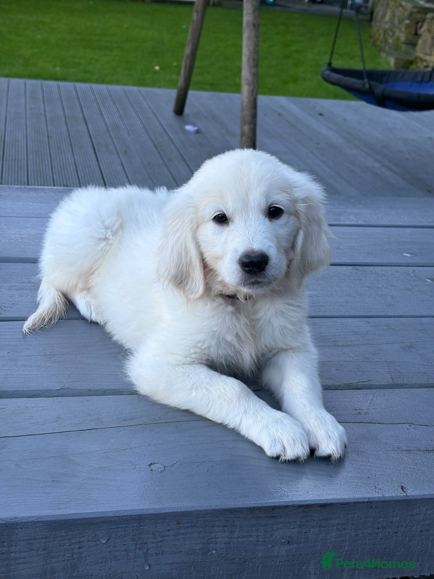 Golden Retriever dogs Behaviourist raised KC Reg Golden Retriever Pups - Advert 1