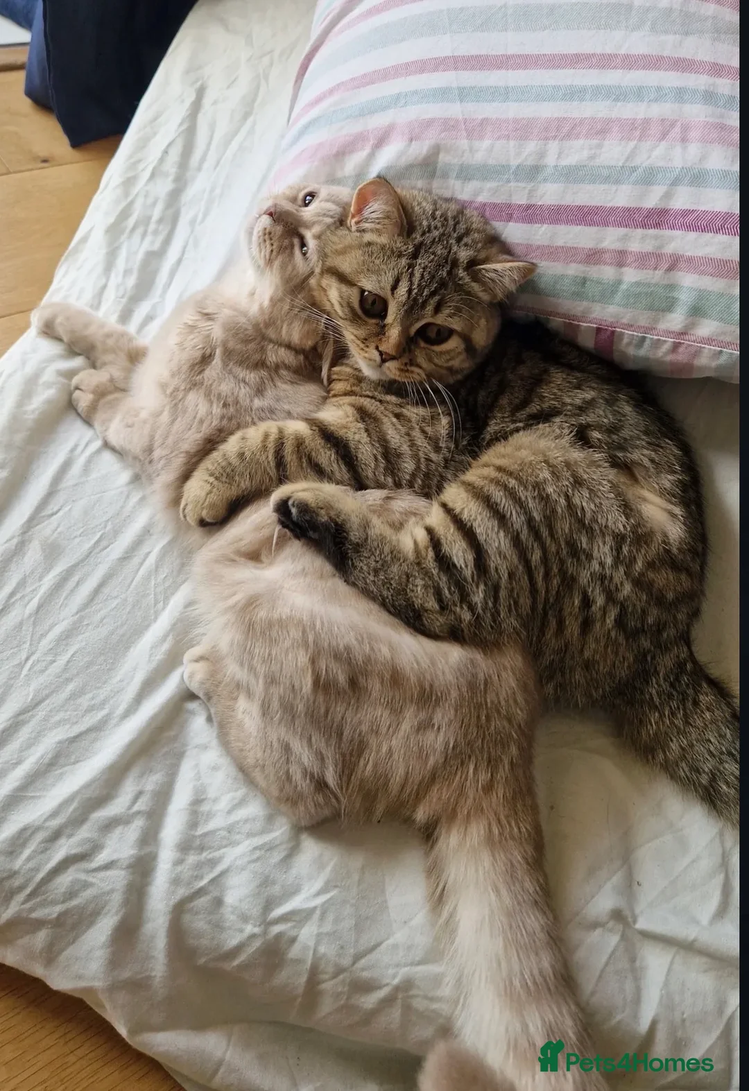 British Shorthair cats for sale: Pedigree tabby British shorthair lilac chocolate  - Advert 20