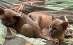 Burmese cats for sale: Burmese Kittens For Sale - Advert 11