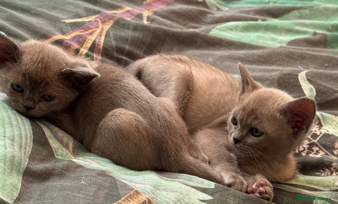 Burmese cats for sale: Burmese Kittens For Sale - Advert 11