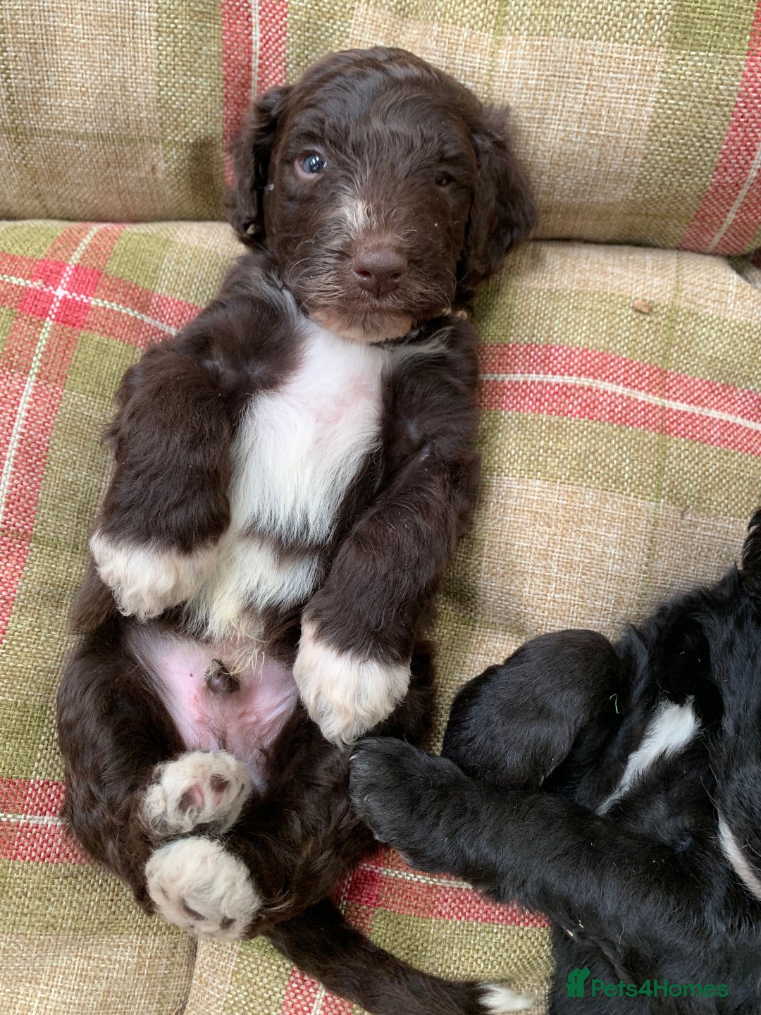 Bernedoodle dogs for sale: Midi Medium Bernedoodle Puppies  - Image 20