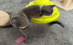 Russian Blue cats for sale: Russian Blue Kittens  - Advert 33