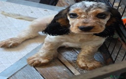 Cocker Spaniel dogs for stud: Stunning  Cocker Spaniel for stud in Northwood - Image 11