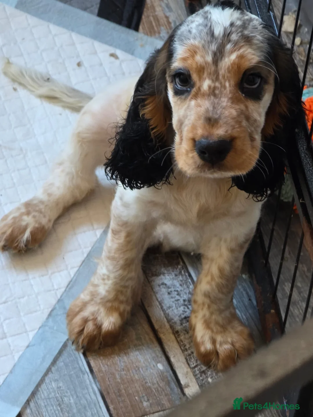 Cocker Spaniel dogs for stud: Stunning  Cocker Spaniel for stud in Northwood - Advert 12
