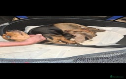 Dachshund dogs for sale: Dachshund pups  - Image 1