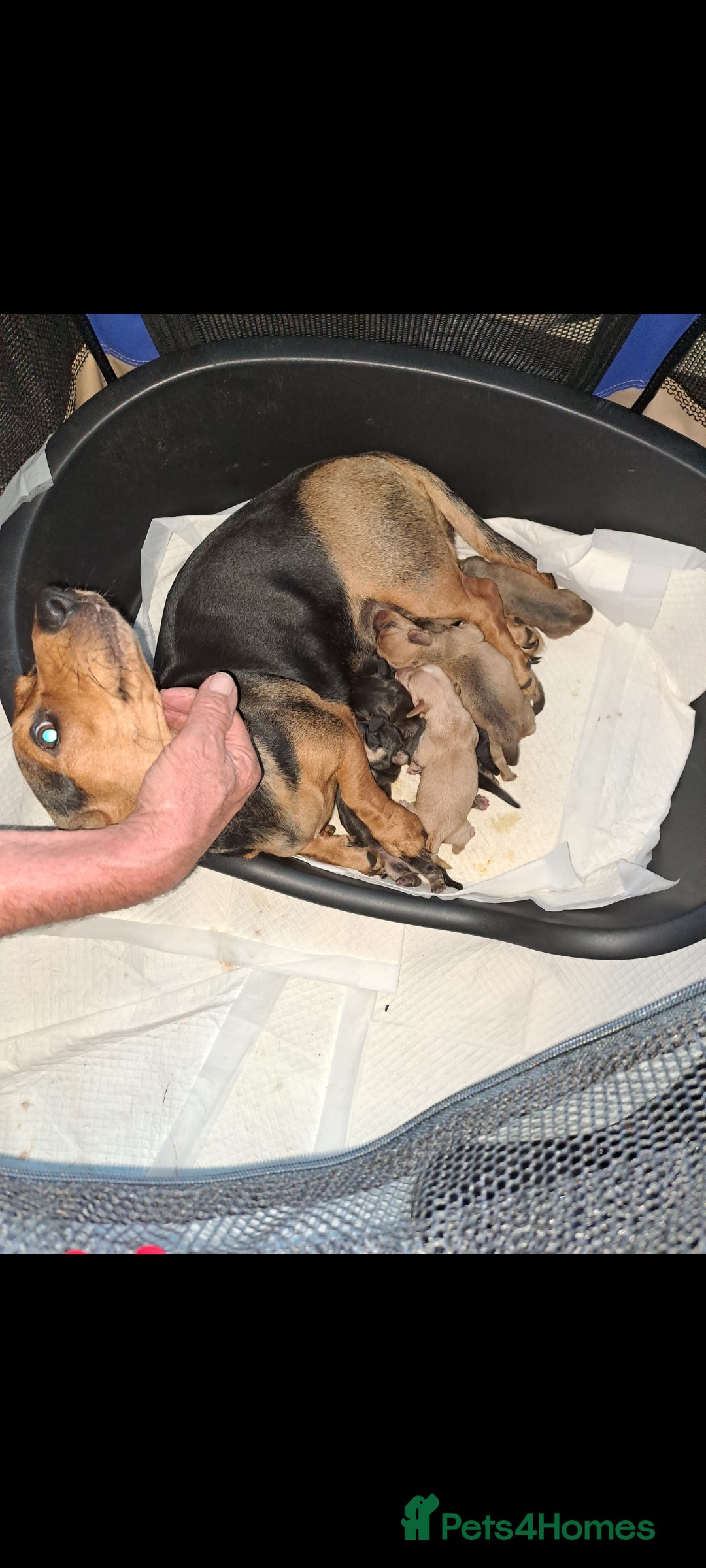 Dachshund dogs for sale: Dachshund pups  - Image 1