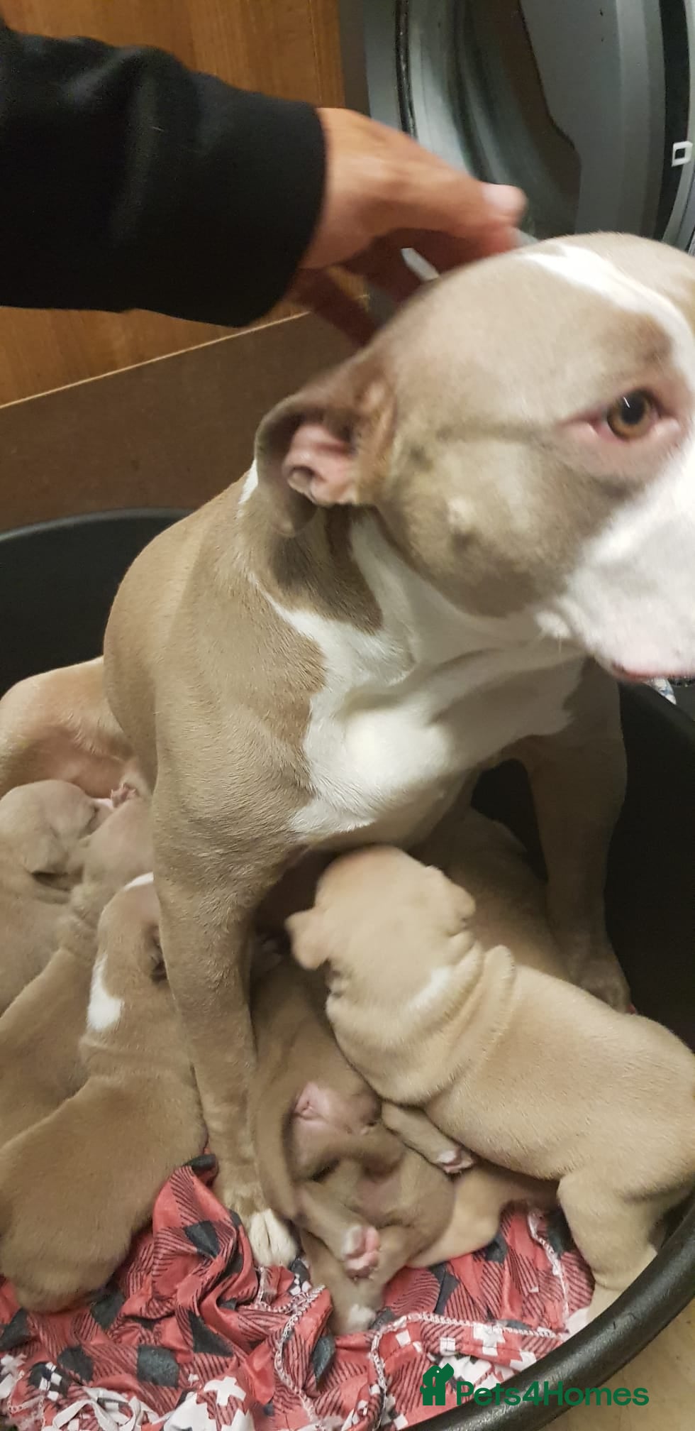 American Bully dogs American pocket bully puppies - Advert 1