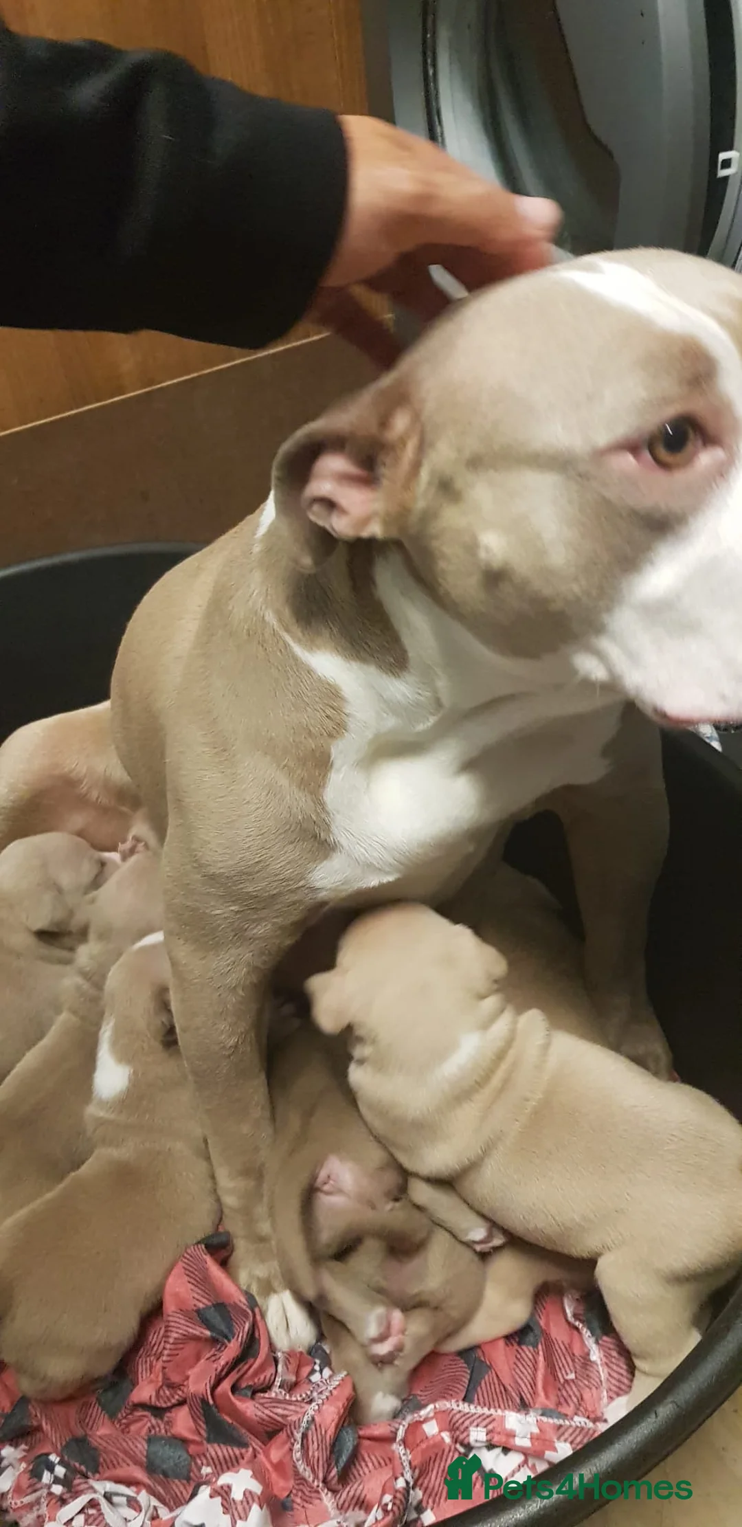American Bully dogs for sale: American pocket bully puppies - Advert 1