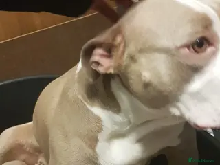 American Bully dogs American pocket bully puppies - Advert 1