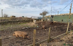 Pig livestock for sale: Mini pigs  - Image 2