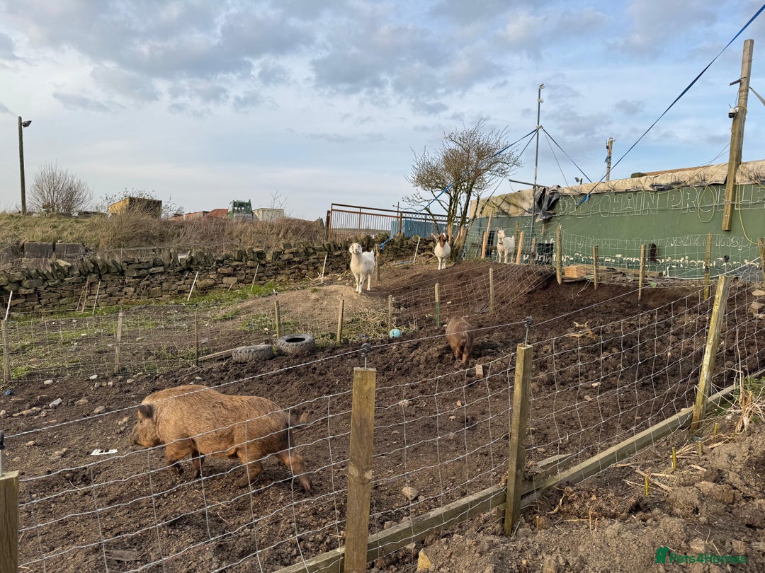 Pig livestock for sale: Mini pigs  - Image 2