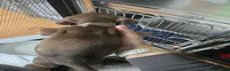 Miniature Dachshund dogs for sale: Miniature daschund pups - Advert 10