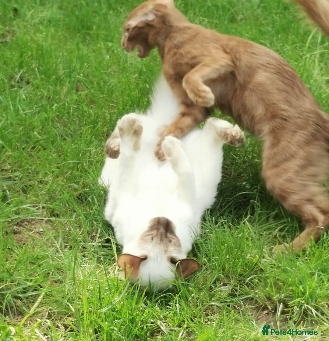 Oriental cats for sale: Stunning Cinnamon Oriental Longhair boy - Advert 9