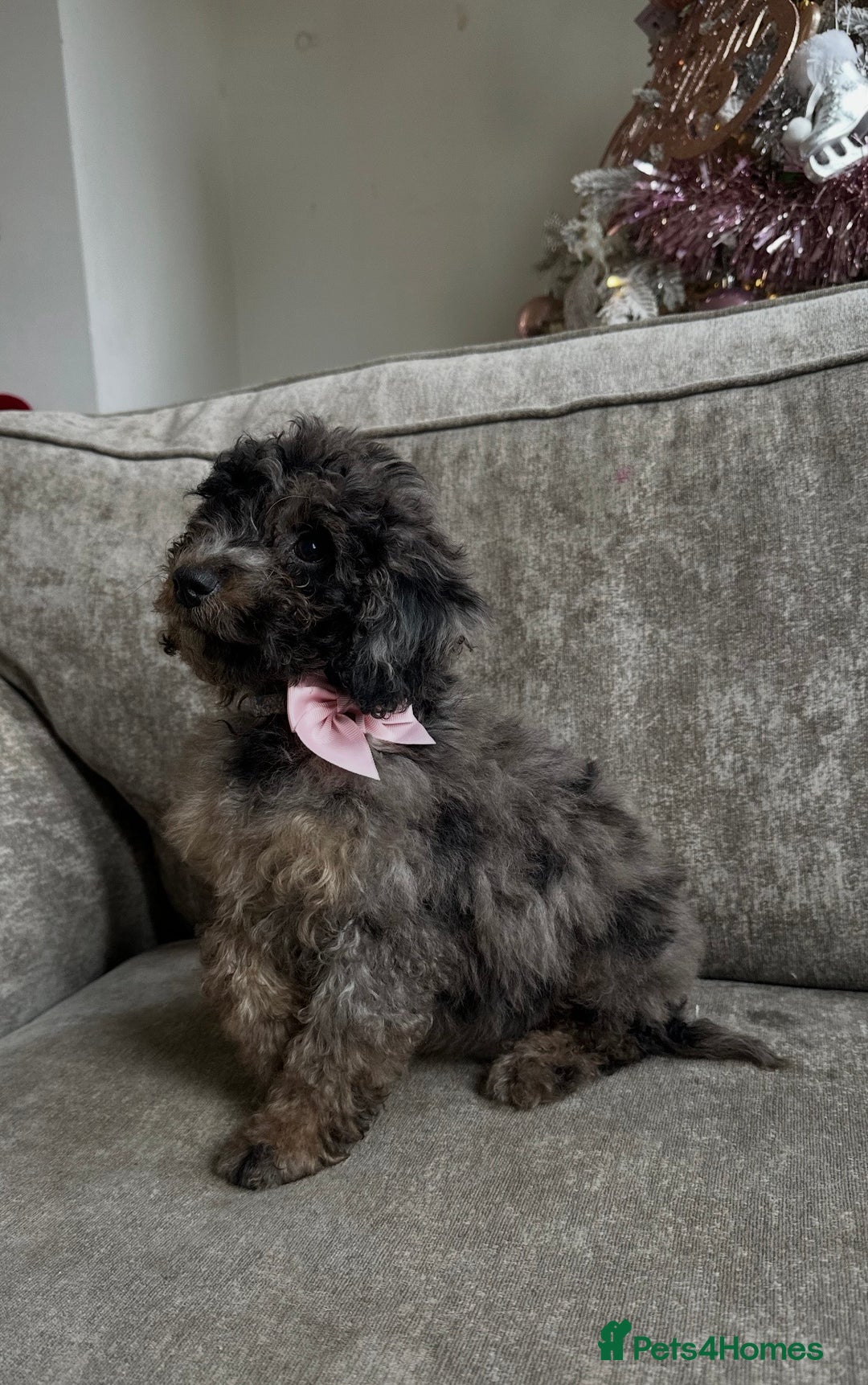 Cockapoo dogs for sale: Outstanding Cockapoos’s  - Advert 16