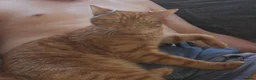 Domestic Shorthair cats for sale: For sale in Portsmouth - Advert 12