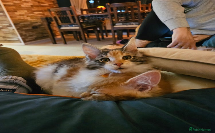 Maine Coon cats - Advert 16