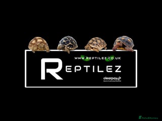 Tortoise reptiles TORTOISE BABIES - Advert 3