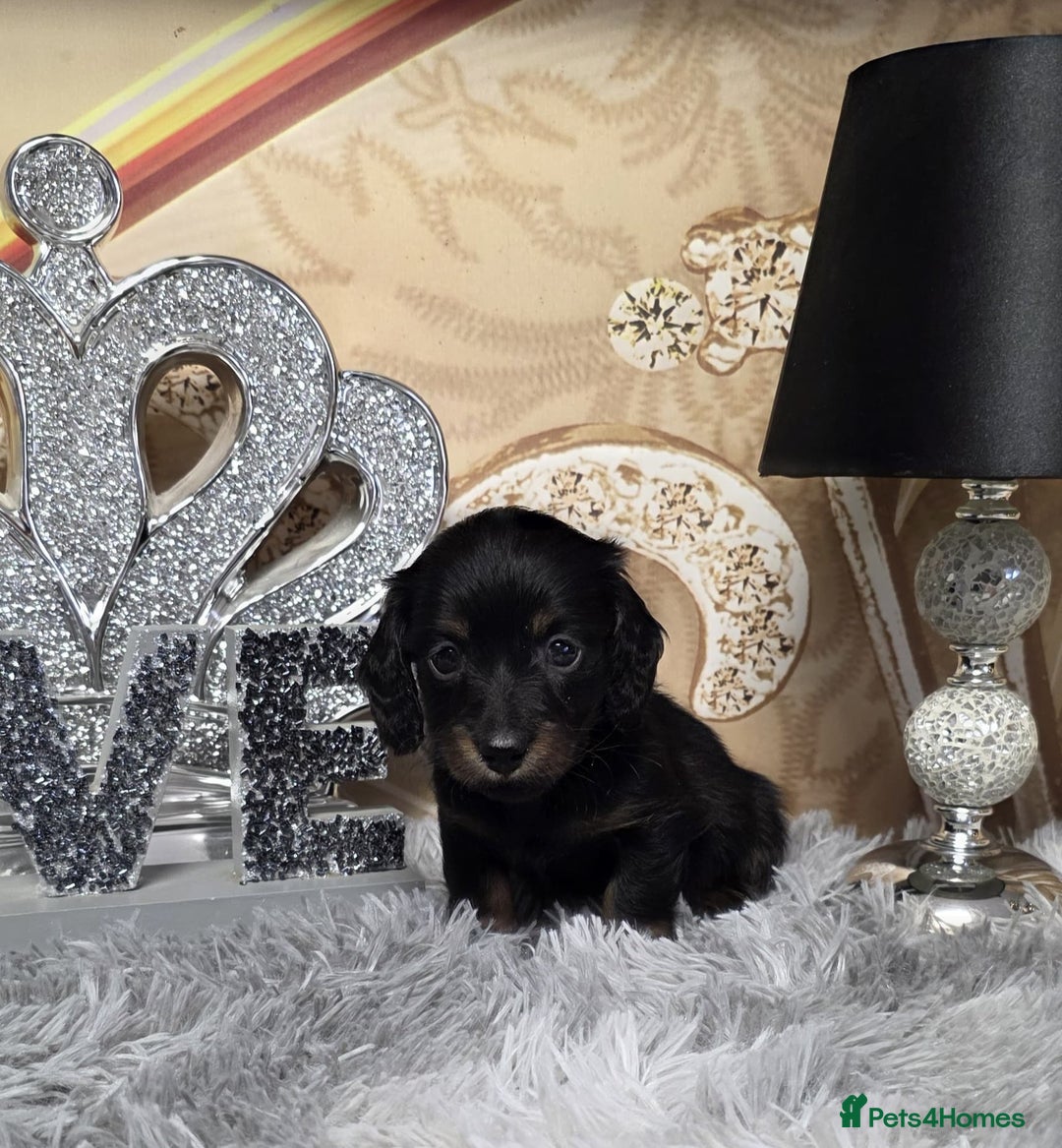 Miniature Dachshund dogs for sale: Adorable KC long coat boys available  - Advert 15