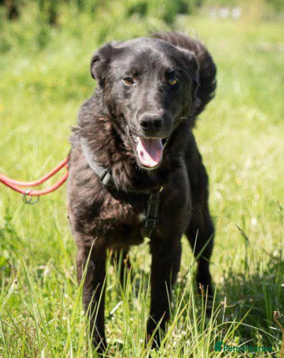 Mixed Breed dogs for adoption: Meet Toby – The Friendliest Boy You’ll Ever Meet! - Advert 3
