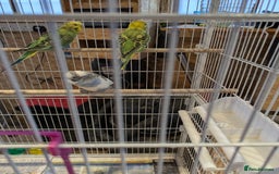 Budgerigars birds for sale: Budgies - Image 4
