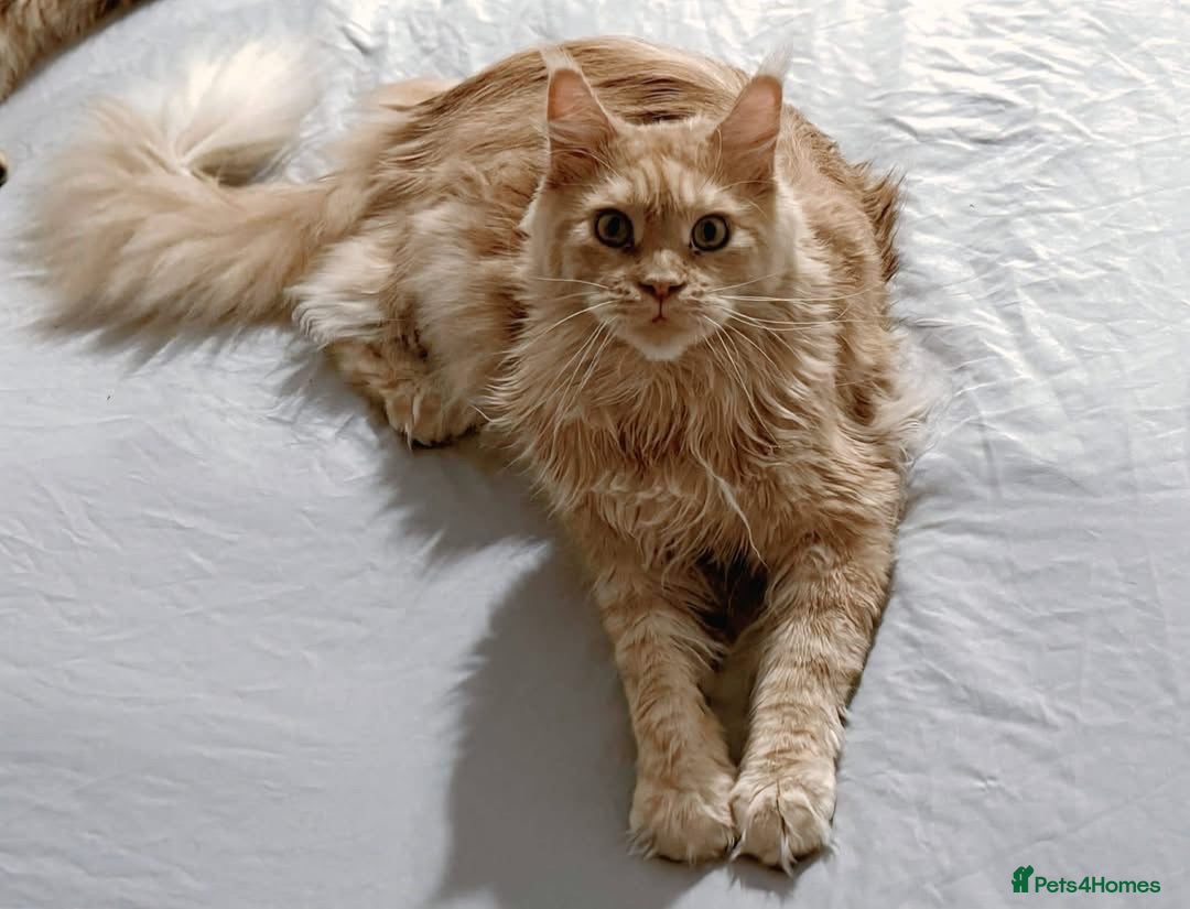 Maine Coon cats Cream Minecoon  - Advert 1