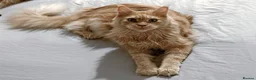 Maine Coon cats for sale: Cream Minecoon  in Bristol - Advert 1