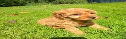 Cavapoo dogs for sale: Toy Cavapoo Puppies  - Advert 14