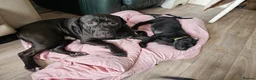 Mixed Breed dogs for sale: Bullmastiff cross puppies - Advert 4