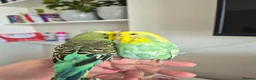 Budgerigars birds for sale: Pair of two budgies and cage - Advert 4