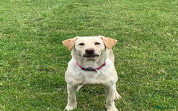 Labrador Retriever dogs for sale: KC Reg many Champion lines Drakeshead in pedigree  - Image 22