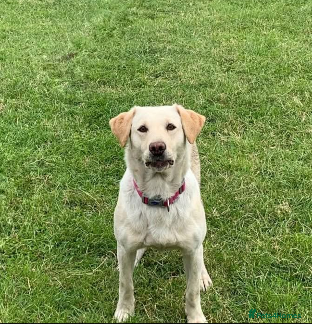 Labrador Retriever dogs for sale: KC Reg many Champion lines Drakeshead in pedigree  - Image 22