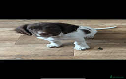 English Springer Spaniel dogs for sale: English Springer spaniel  - Image 3