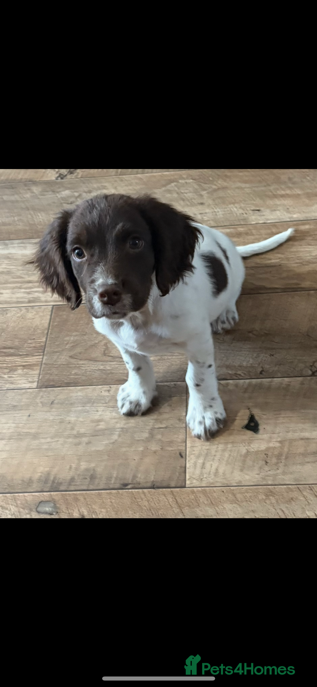 English Springer Spaniel dogs for sale: English Springer spaniel  - Image 3