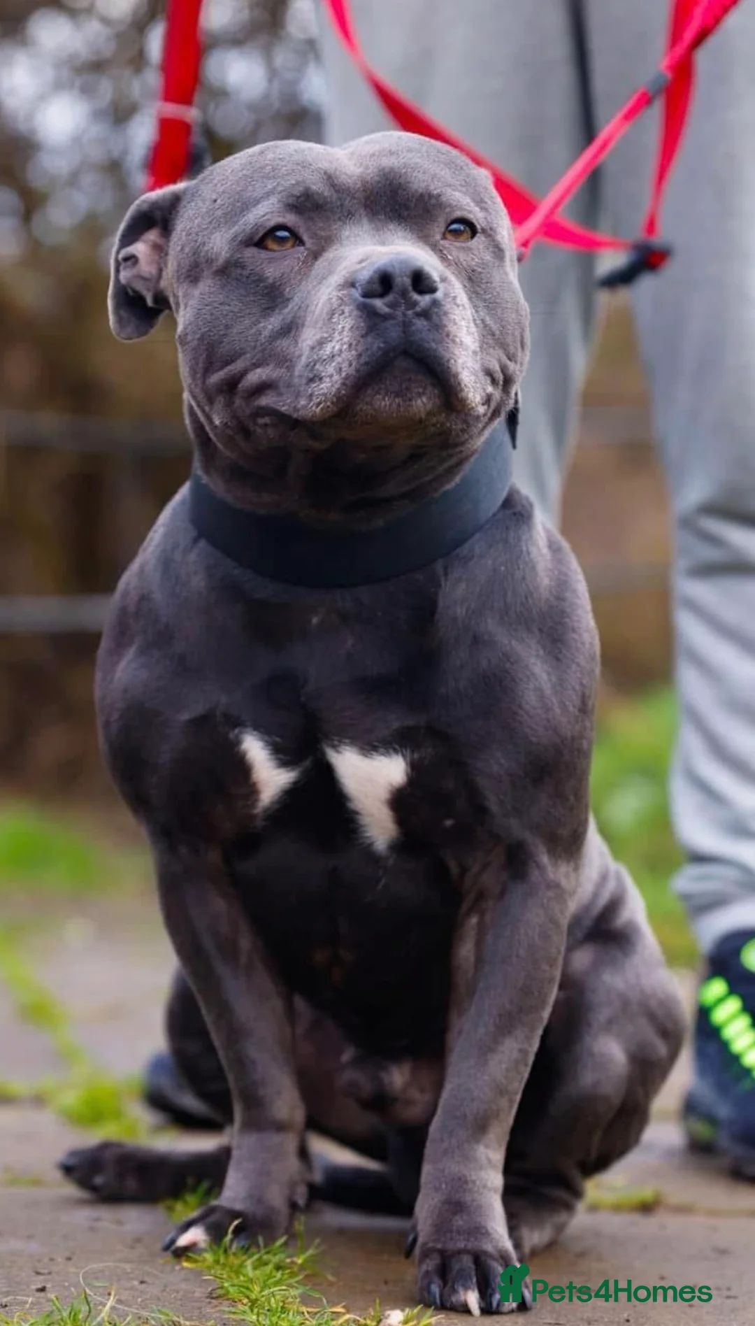 Staffordshire Bull Terrier dogs for sale: Kennel Club registered Staffordshire bull terriers - Advert 2