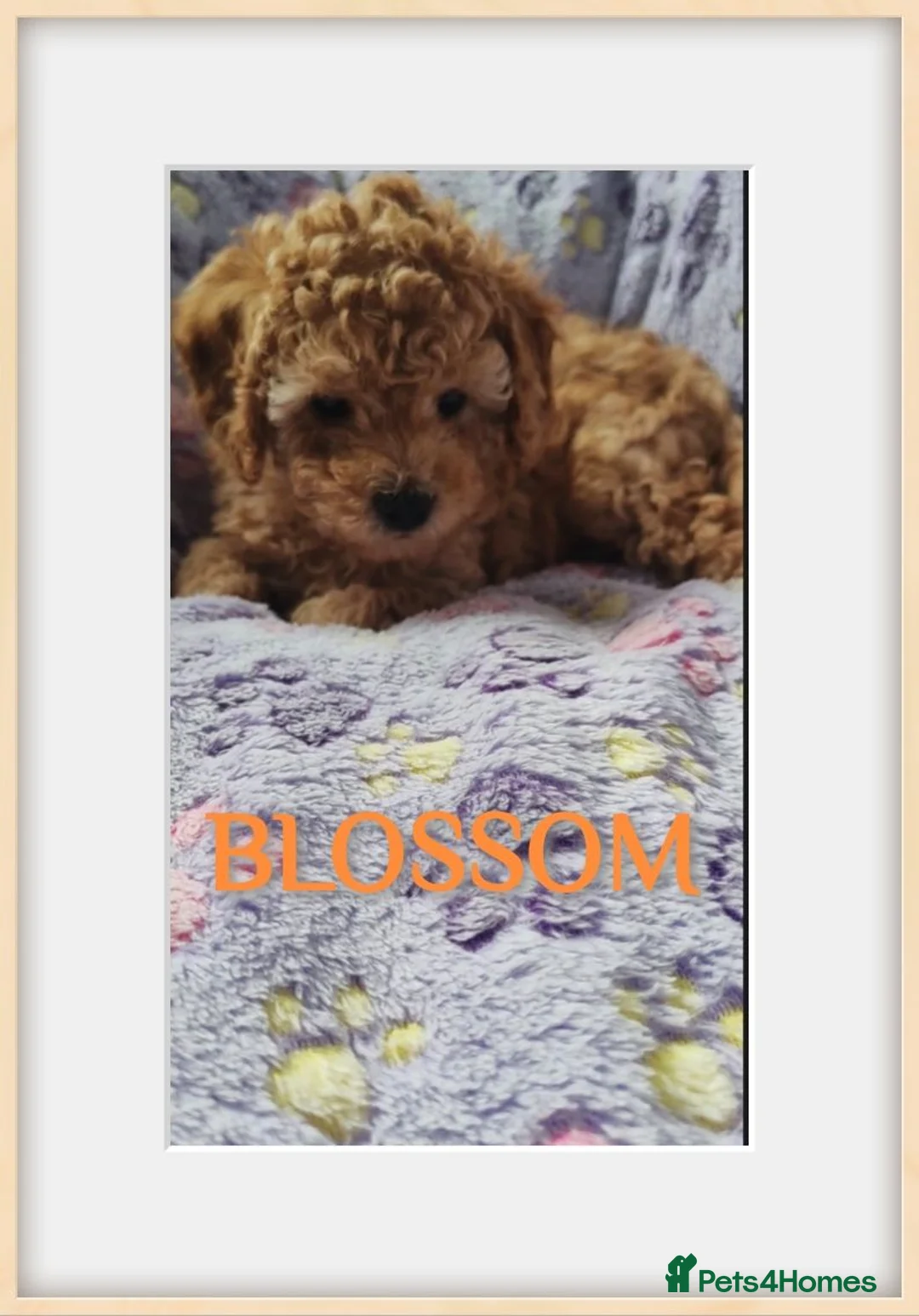 Cavapoo dogs for sale: **ONLY 1 GIRL LEFT** in Stalybridge - Advert 2