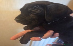Cane Corso dogs for sale: Purebred champion bloodline cane corso puppies - Image 7