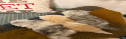 Exotic cats for sale: Beautiful Exotic kittens for sale  - Advert 7
