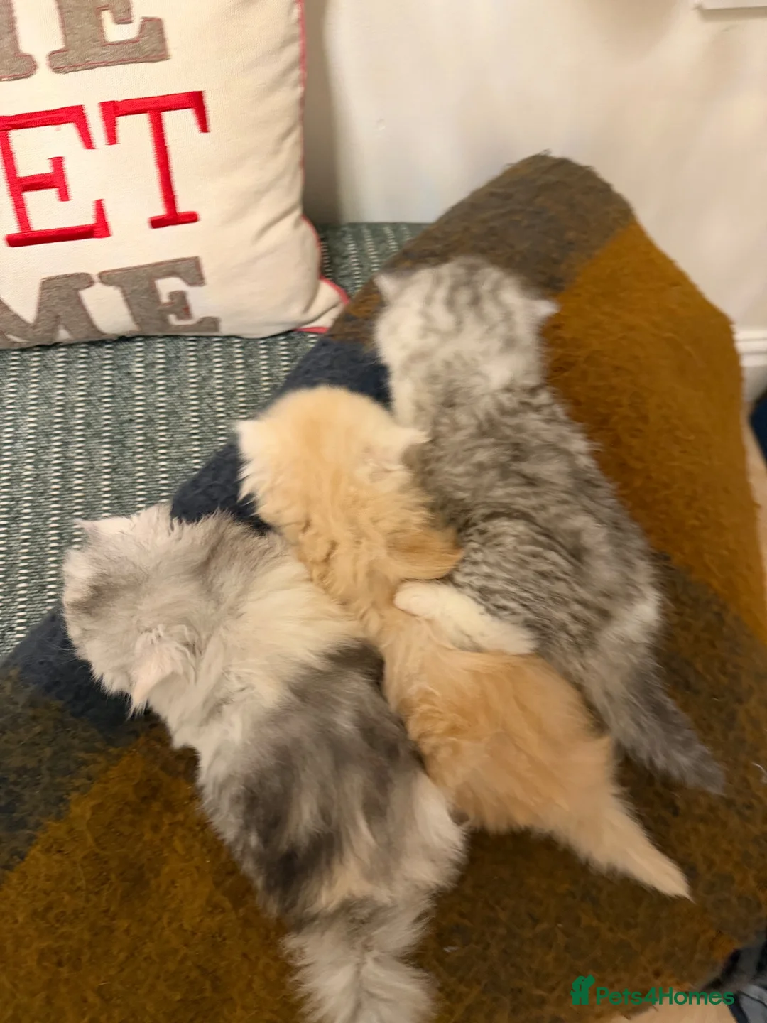 Exotic cats for sale: Beautiful Exotic kittens for sale  - Advert 7