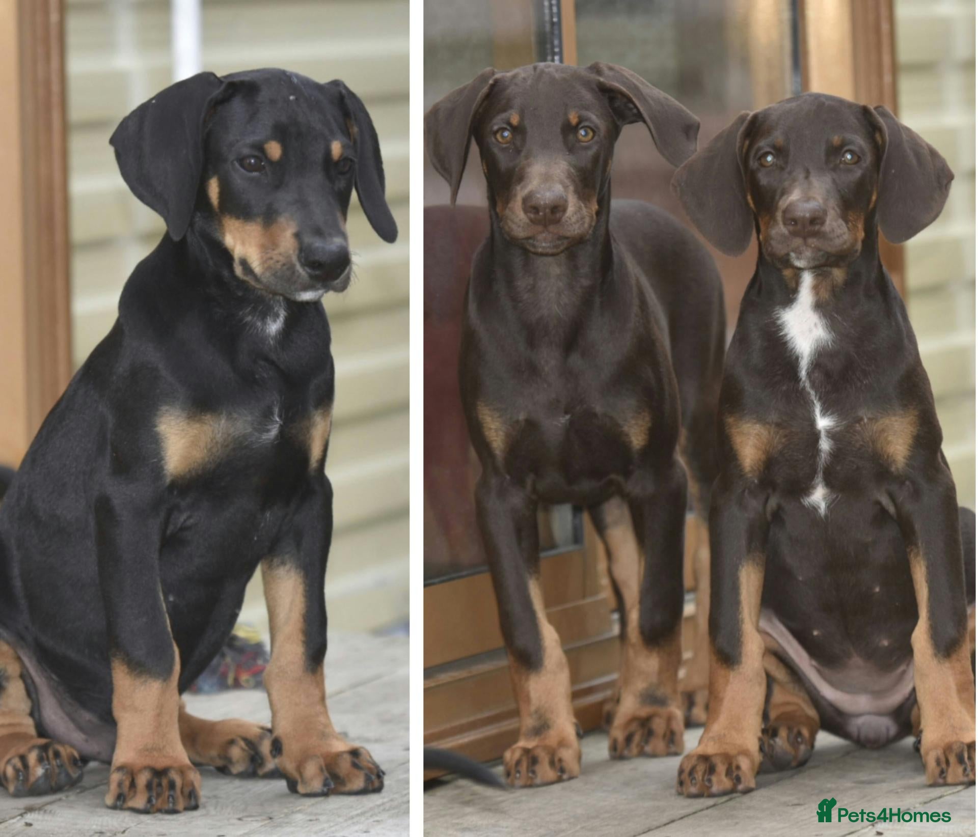 Dobermann dogs Unique hybrid dobermann pups - Advert 5