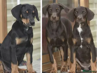 Dobermann dogs Unique hybrid dobermann pups - Advert 5