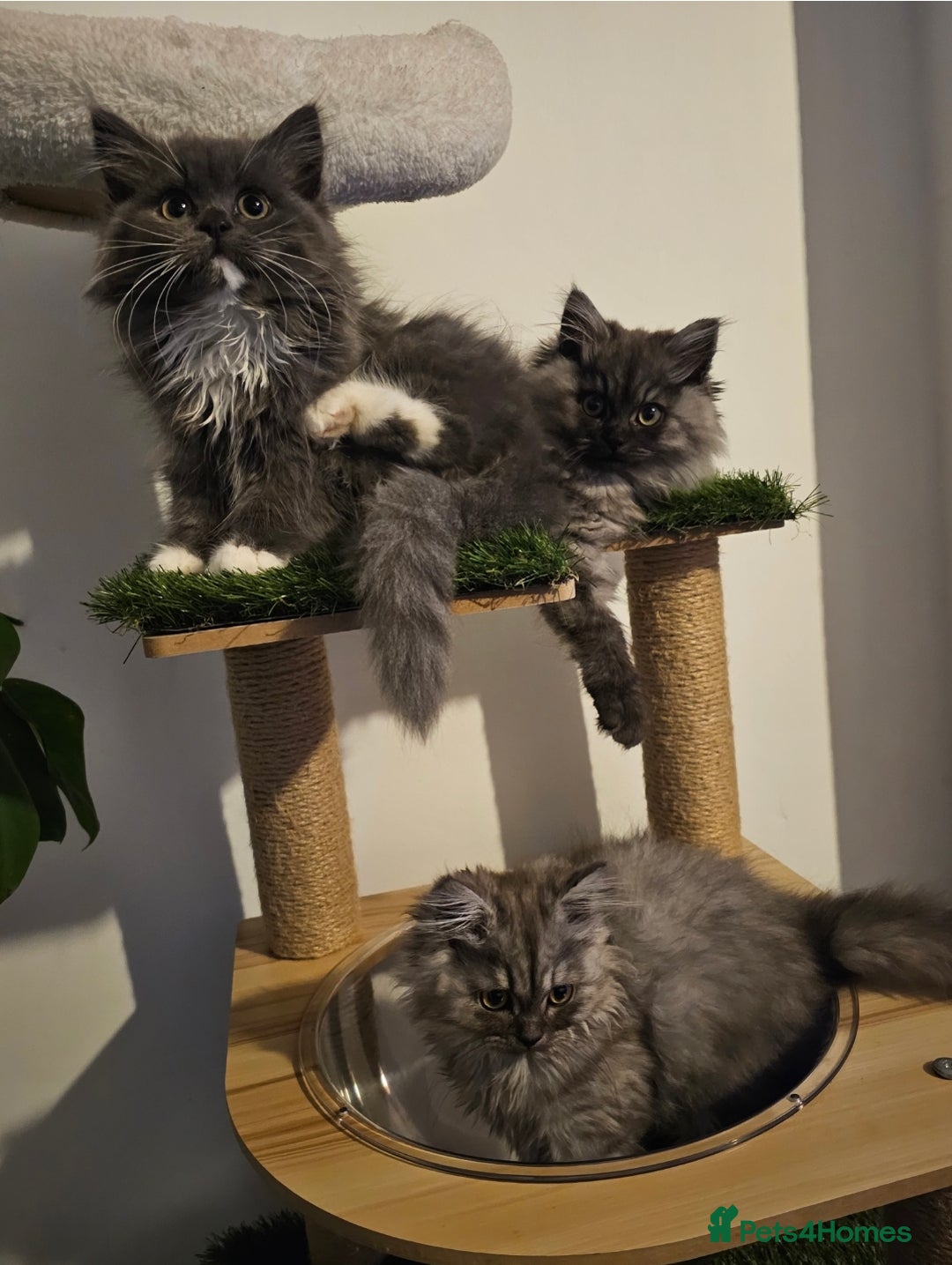 British Longhair cats for sale: British longhair mix fluffy kittens  - Advert 8