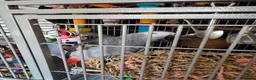 Parrots birds for sale: 11 month african grey - Advert 4