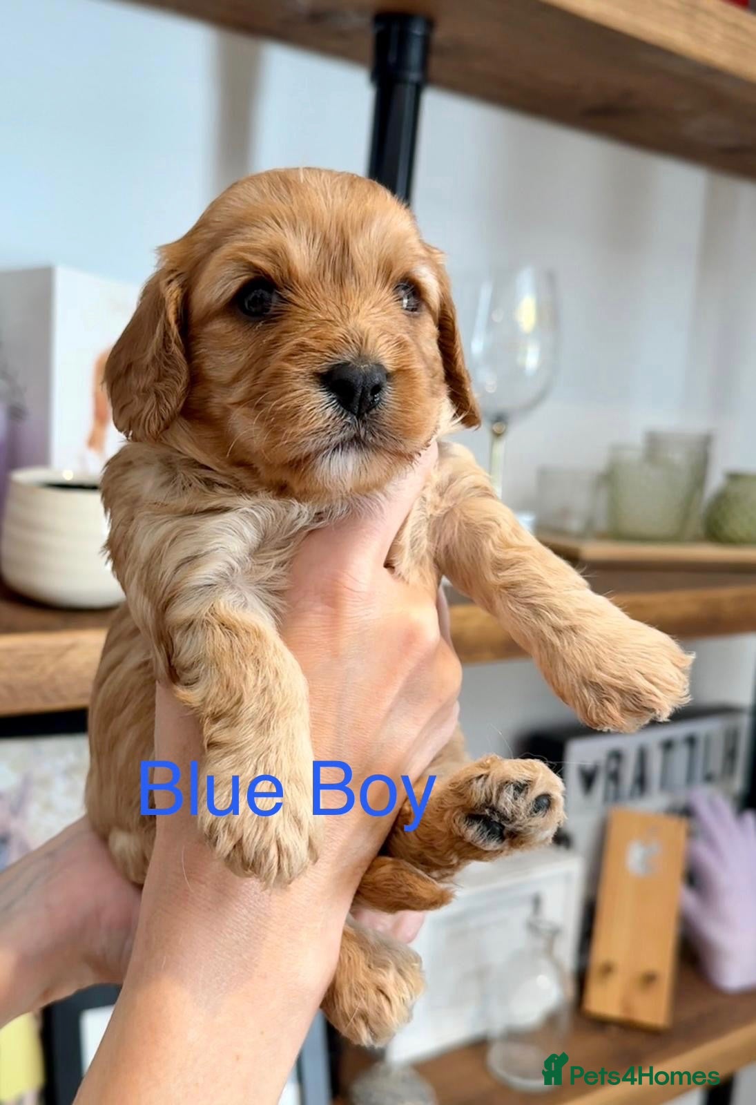 Cavapoo dogs Health tested F1 Cavapoo puppies 🐶🥰 - Advert 10