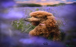 Toy Poodle dogs for sale: Stunning red female poodle  - Image 1