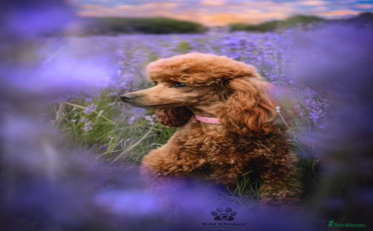 Toy Poodle dogs - Advert 4