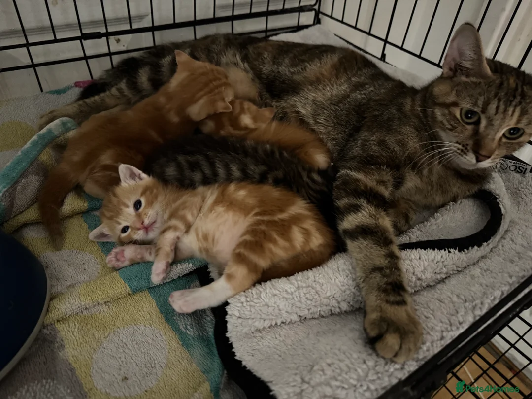 American Shorthair cats for sale: Beautiful Rare GingerKittens Alonghair X BSH cross - Advert 4