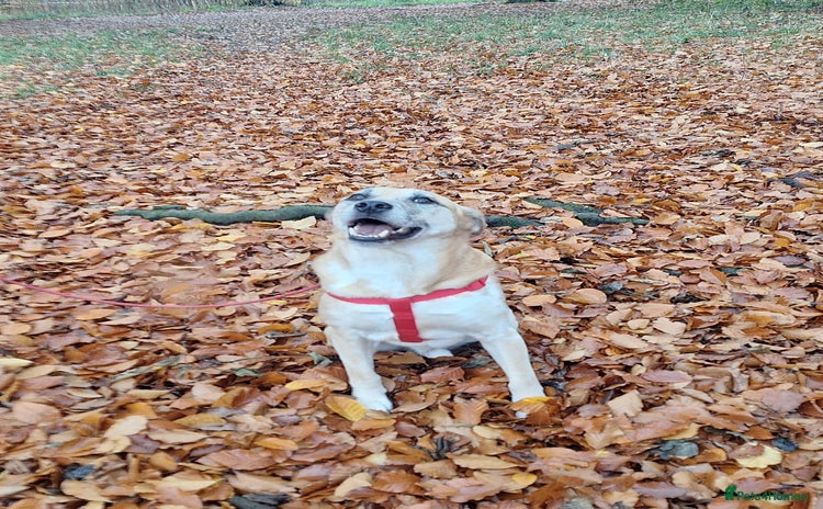 Mixed Breed dogs - Advert 5