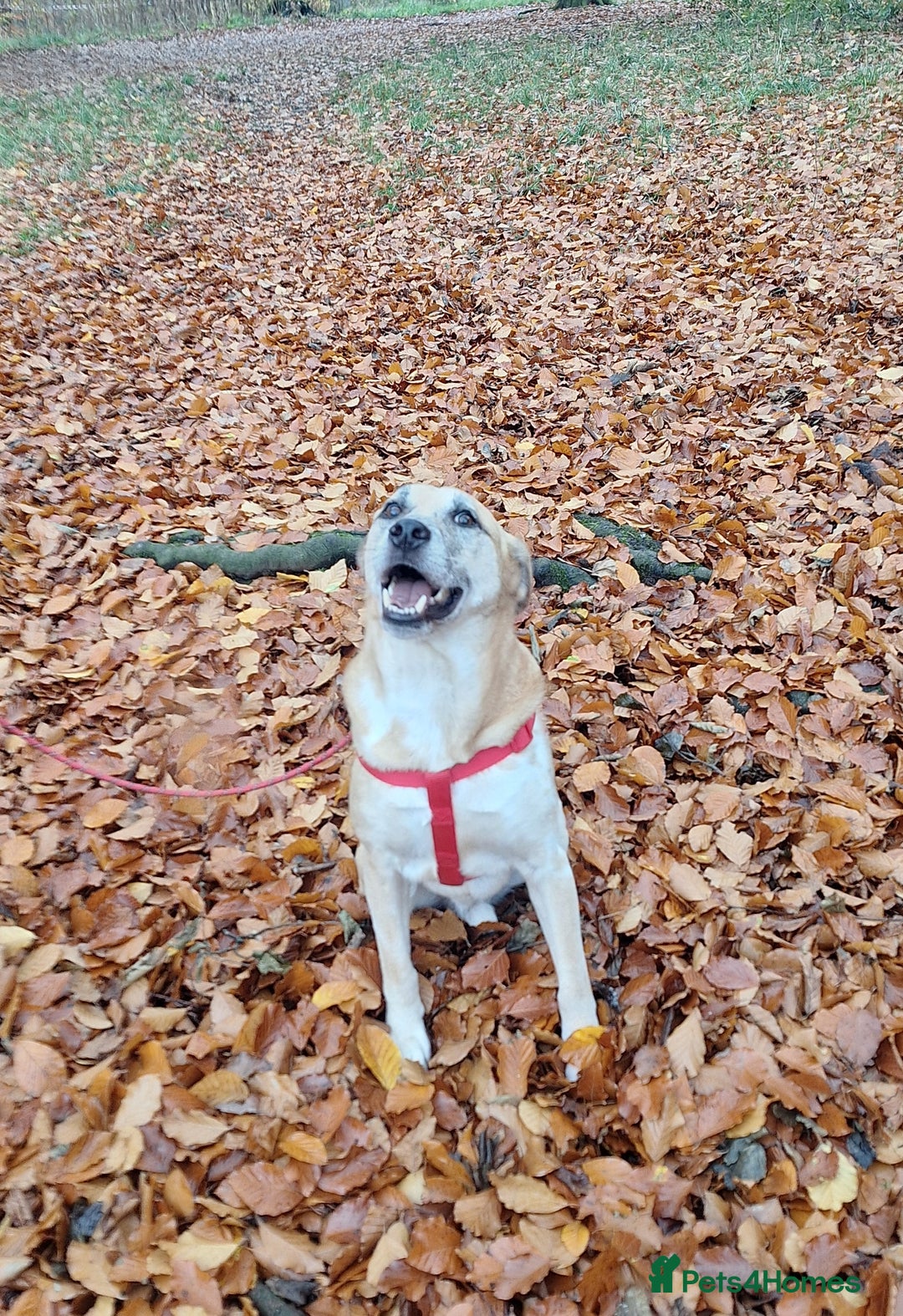 Mixed Breed dogs for sale: Beautiful older fella for adoption - Advert 3